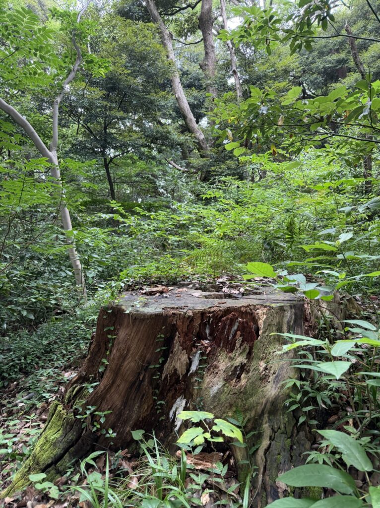 切り株に生える苔