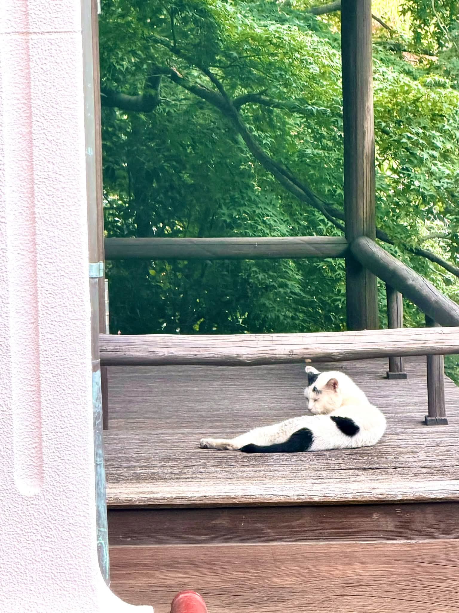 緑を背景に縁側でくつろぐ姿の猫